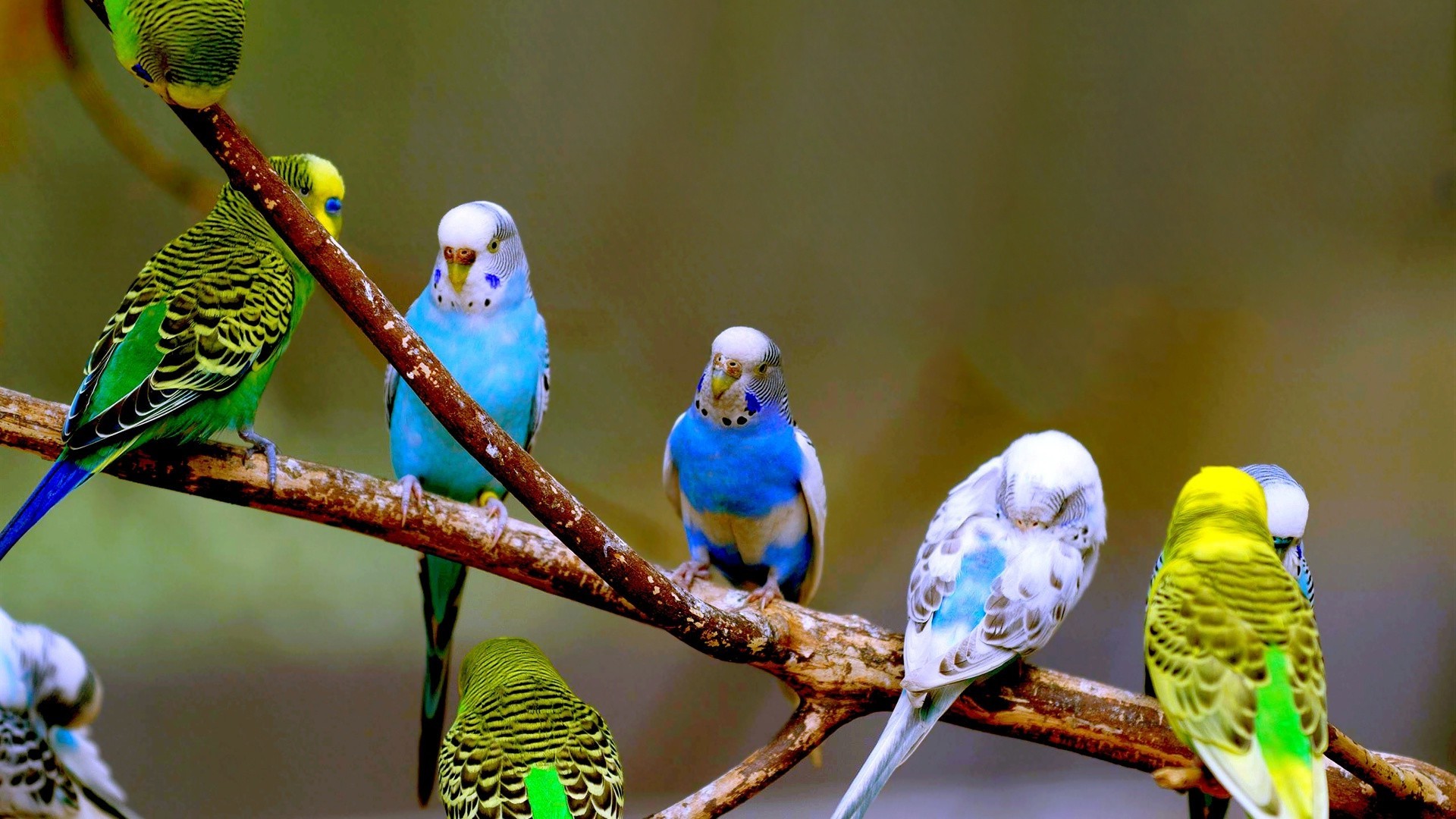 hayvanlar kuş yaban hayatı doğa açık havada hayvan papağan vahşi küçük avian