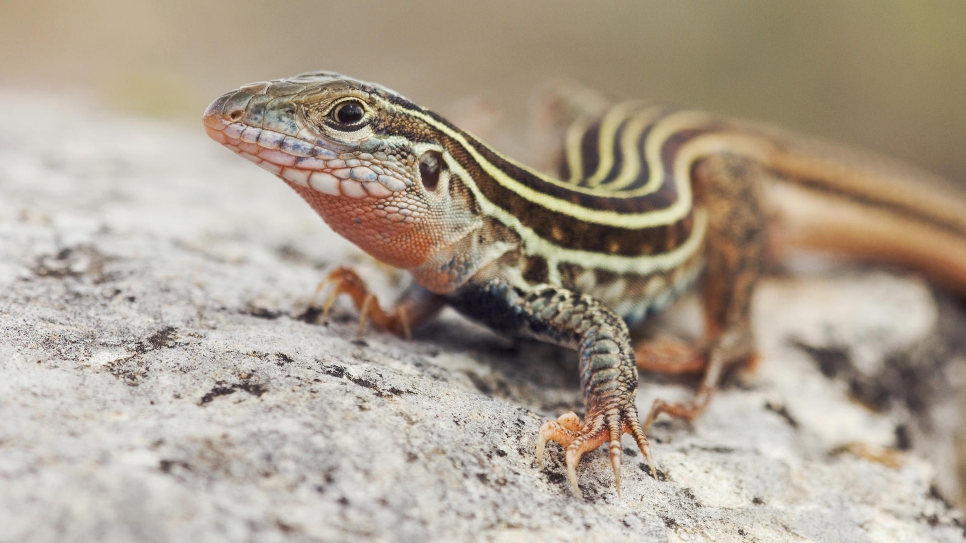 tiere eidechse gazoo tierwelt natur schließen tier drache wild im freien desktop