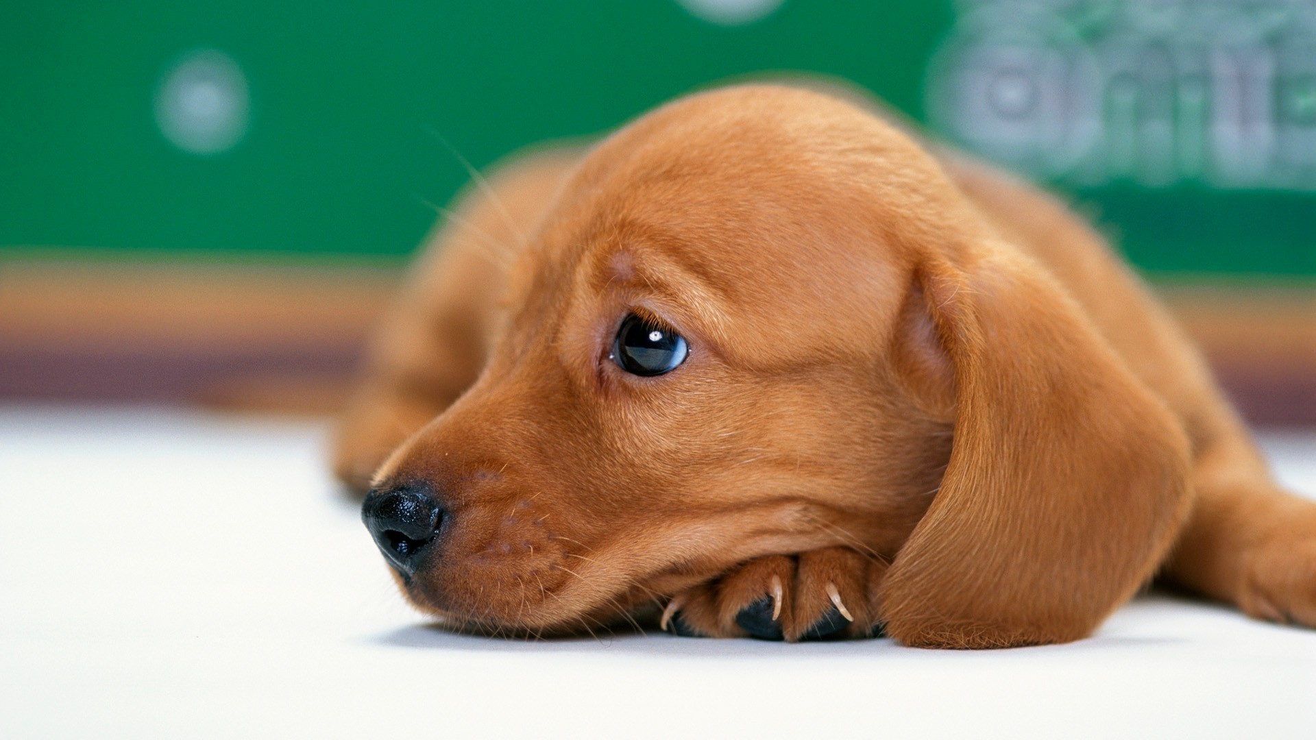 cani cane carino animale domestico piccolo cucciolo addestratore di cani mammifero visualizzazione sedersi al coperto ritratto animale bassotto miniatura adorabile retriever razza