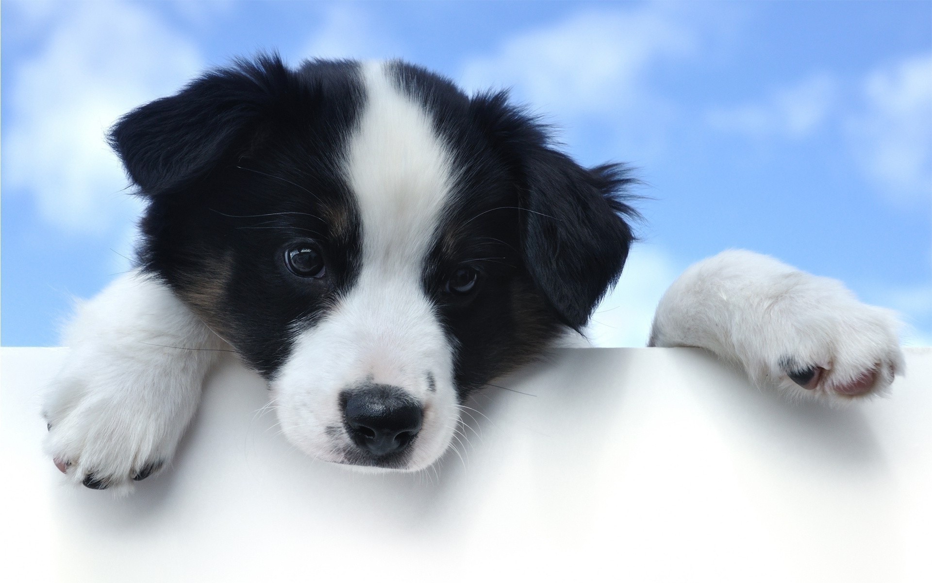 hund hund haustier niedlich tier hundeführer säugetier welpe porträt wenig stammbaum reinrassig liebenswert inländische anzeigen fell sitzen rasse flaumig