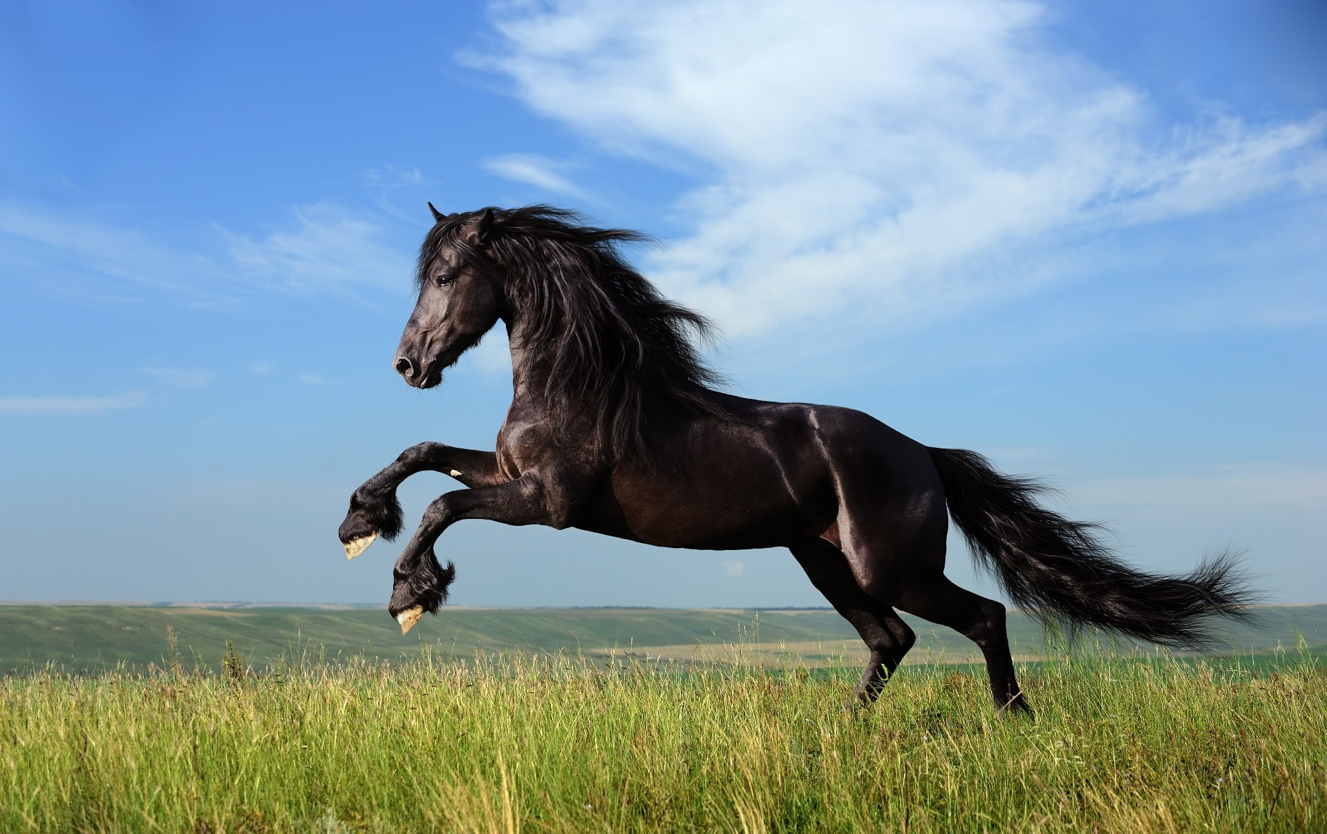 horses mammal horse cavalry mare grass field mane stallion hayfield animal equestrian equine pasture freedom farm sky nature outdoors