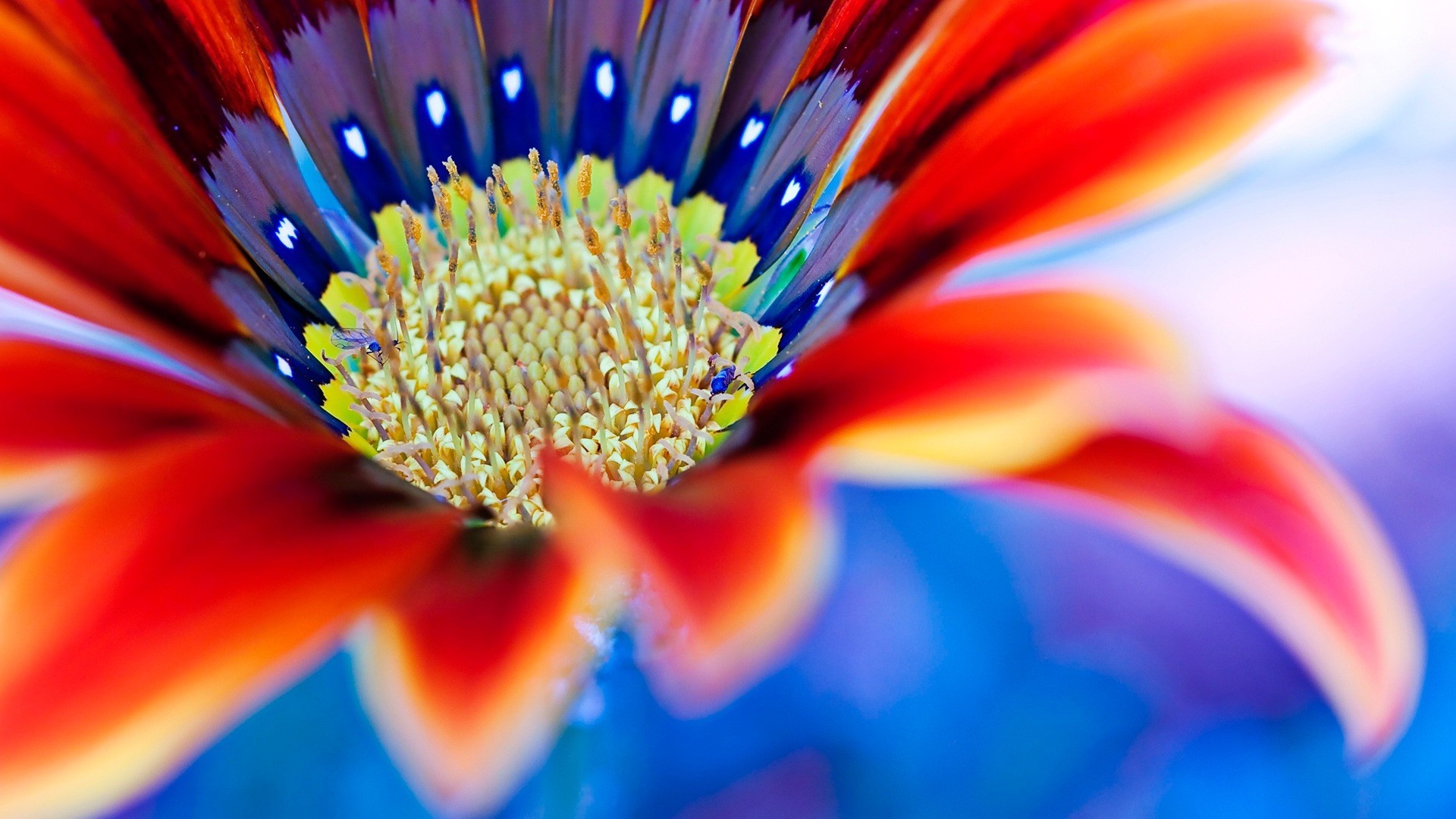 closeup flower color bright nature blur beautiful summer motley