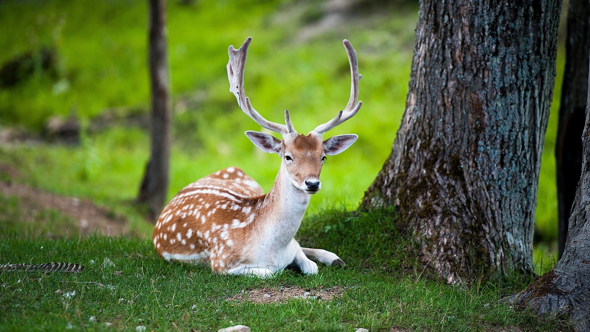 jelenie natura trawa dzika przyroda drewno ssak panterka zwierzę na zewnątrz dziki jeleń wirginijski