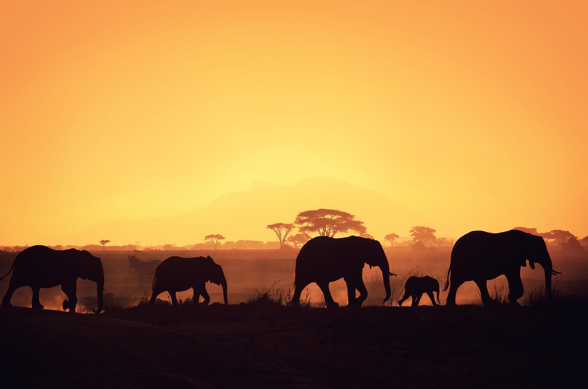 elefanti tramonto elefante mammifero sera alba illuminato crepuscolo silhouette elefante africano fauna selvatica sole all aperto gregge cielo cavalleria viaggi paesaggio bel tempo