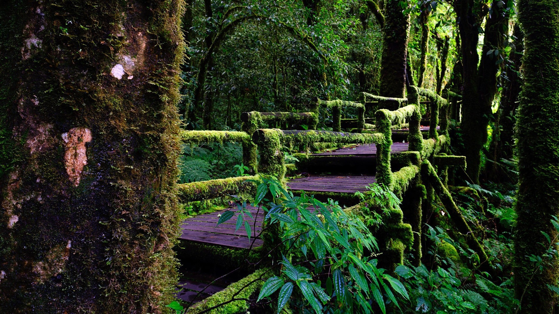 lieux célèbres bois bois parc forêt tropicale feuille nature paysage mousse environnement extérieur eau fern jardin flore luxuriante voyage