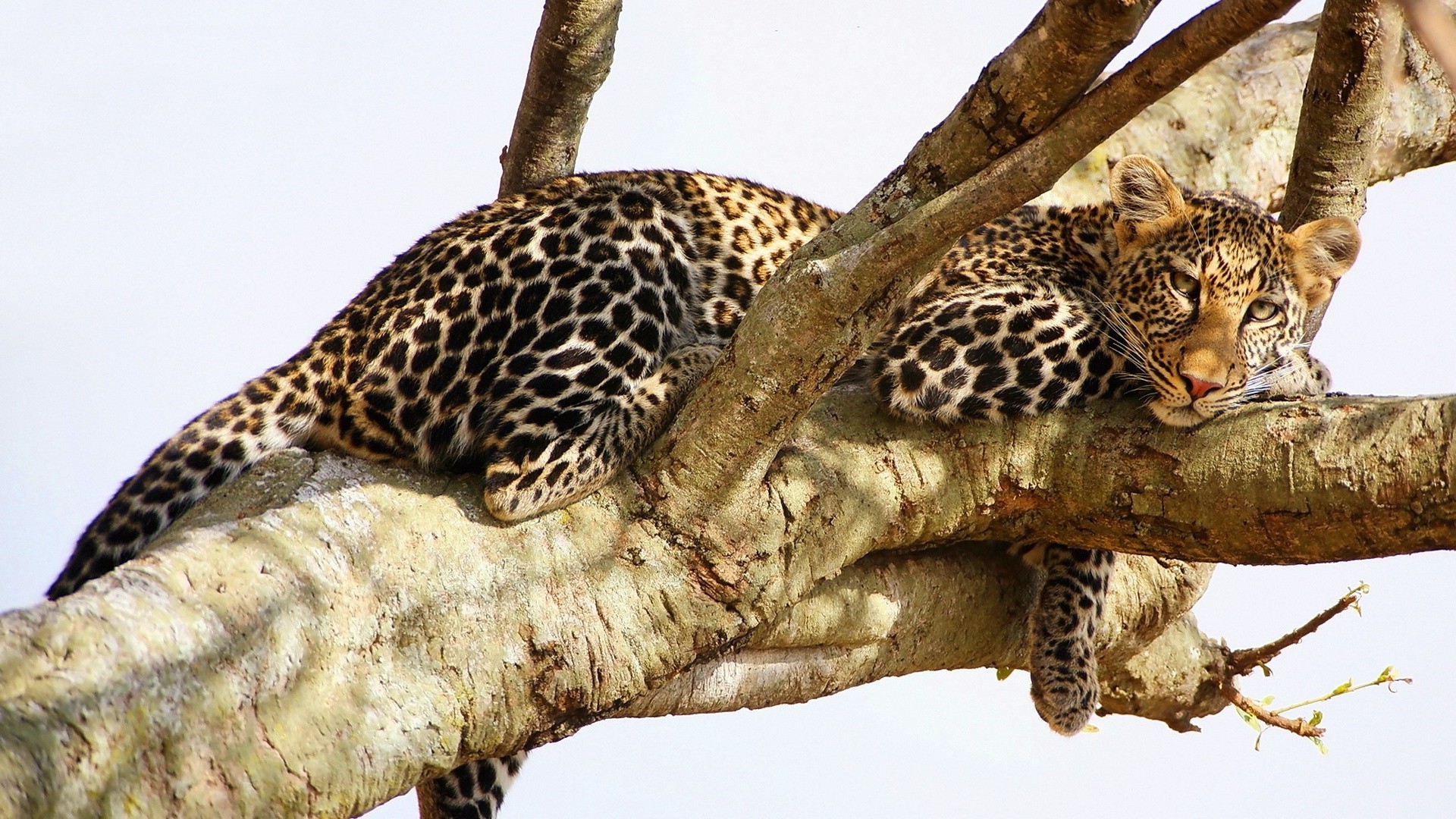 leopardos vida selvagem gato mamífero animal natureza jardim zoológico selvagem leopardo predador retrato fofa comedor de carne safari