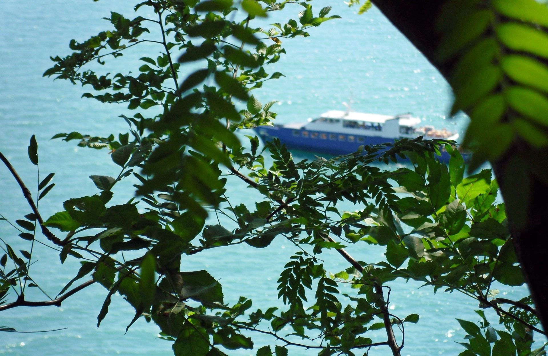 landschaft baum im freien wasser natur blatt sommer tropisch umwelt reisen flora holz essen landschaft tageslicht