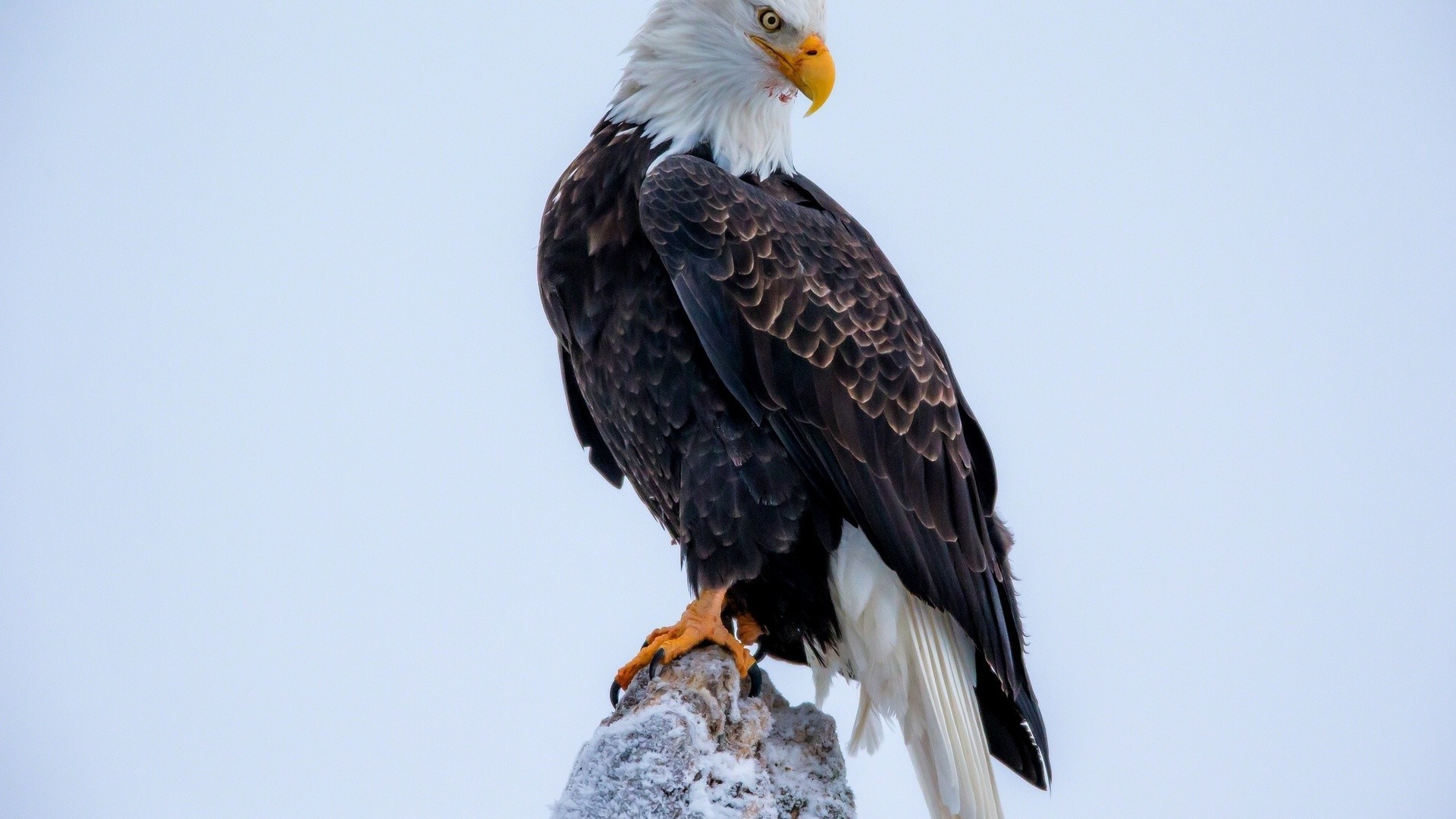 tiere raptor adler vogel weißkopfseeadler wildtiere glatze beute falke hock flug schnabel feder falknerei natur tier im freien flügel wild