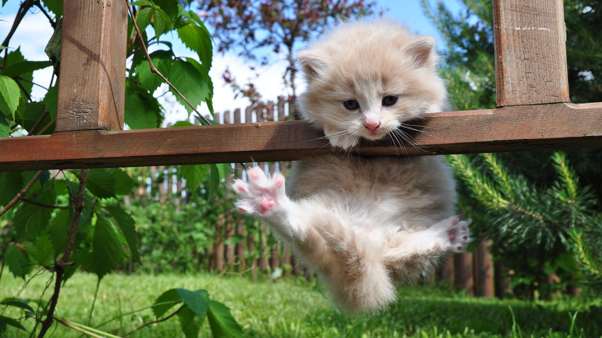 katzen natur tier niedlich gras säugetier wenig fell katze junge