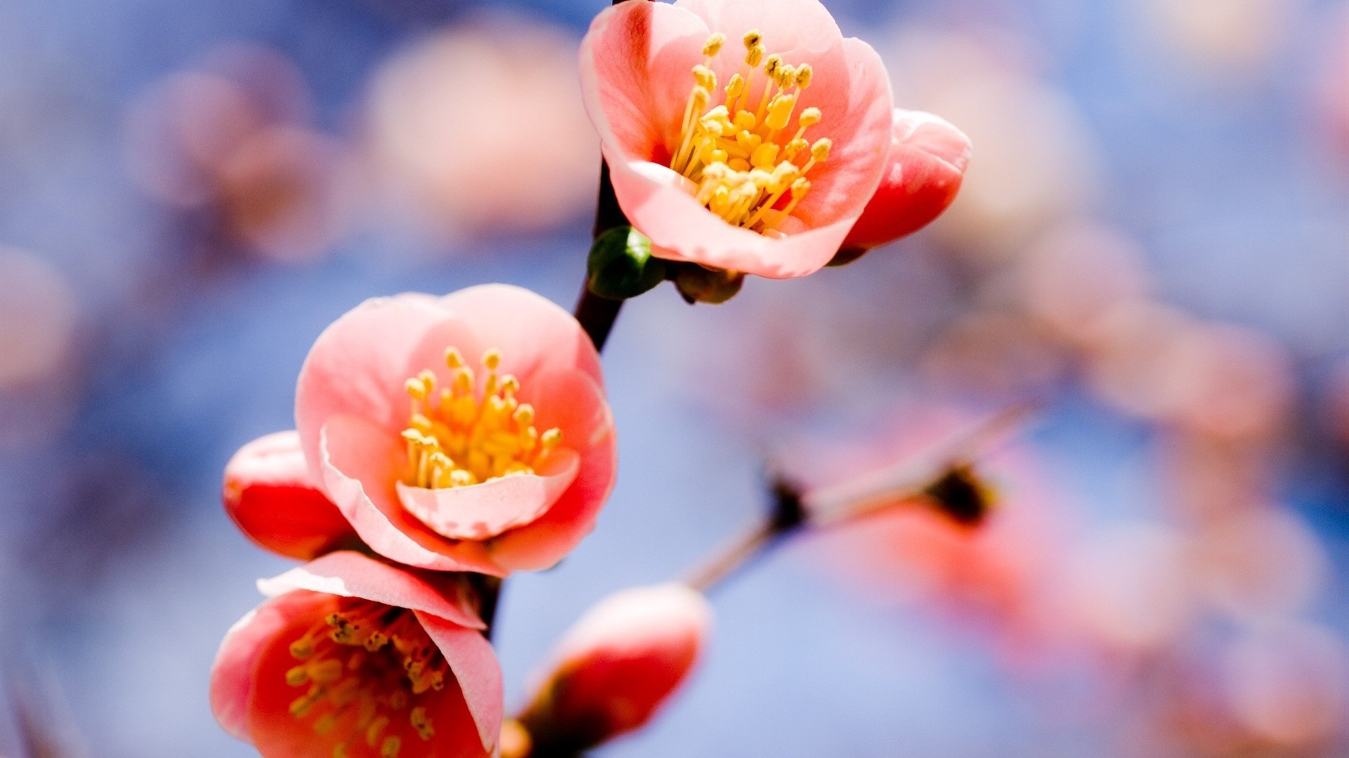 fleurs nature fleur flou dof à l extérieur arbre jardin flore feuille cerise branche