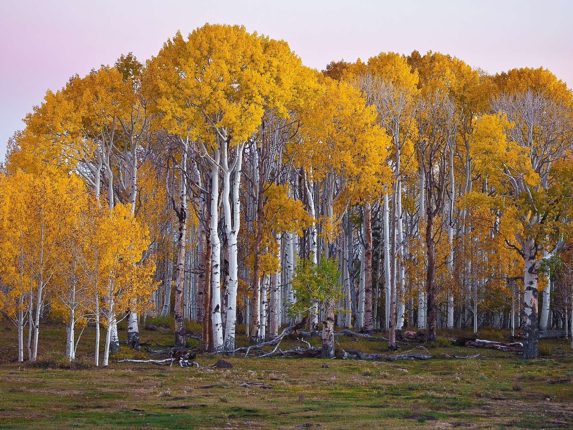 trees tree fall wood landscape leaf nature scenic outdoors birch environment daylight park fair weather branch season rural countryside bright trunk