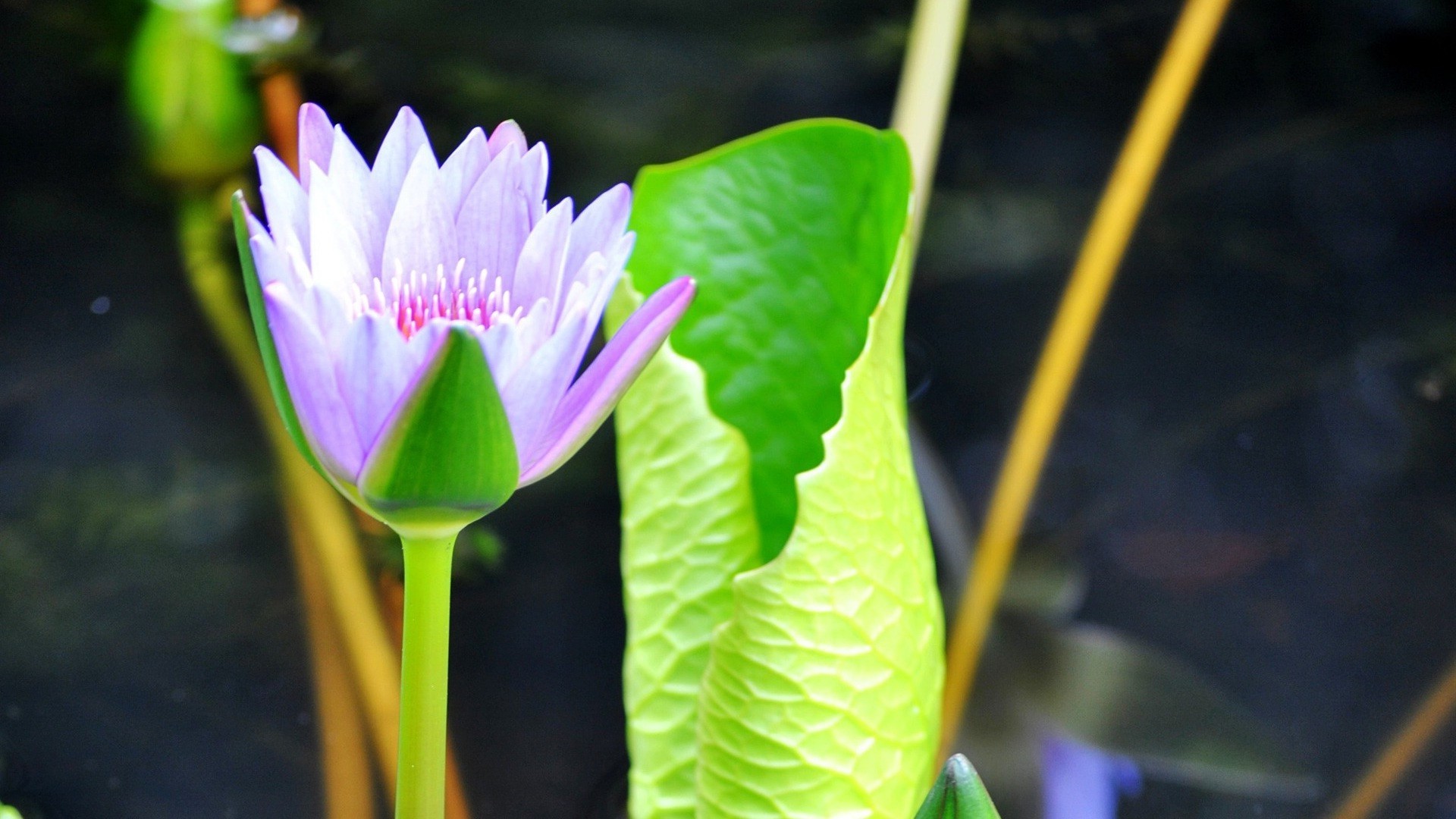 flowers nature leaf flower flora summer tropical lotus exotic lily garden petal bright blooming pool beautiful