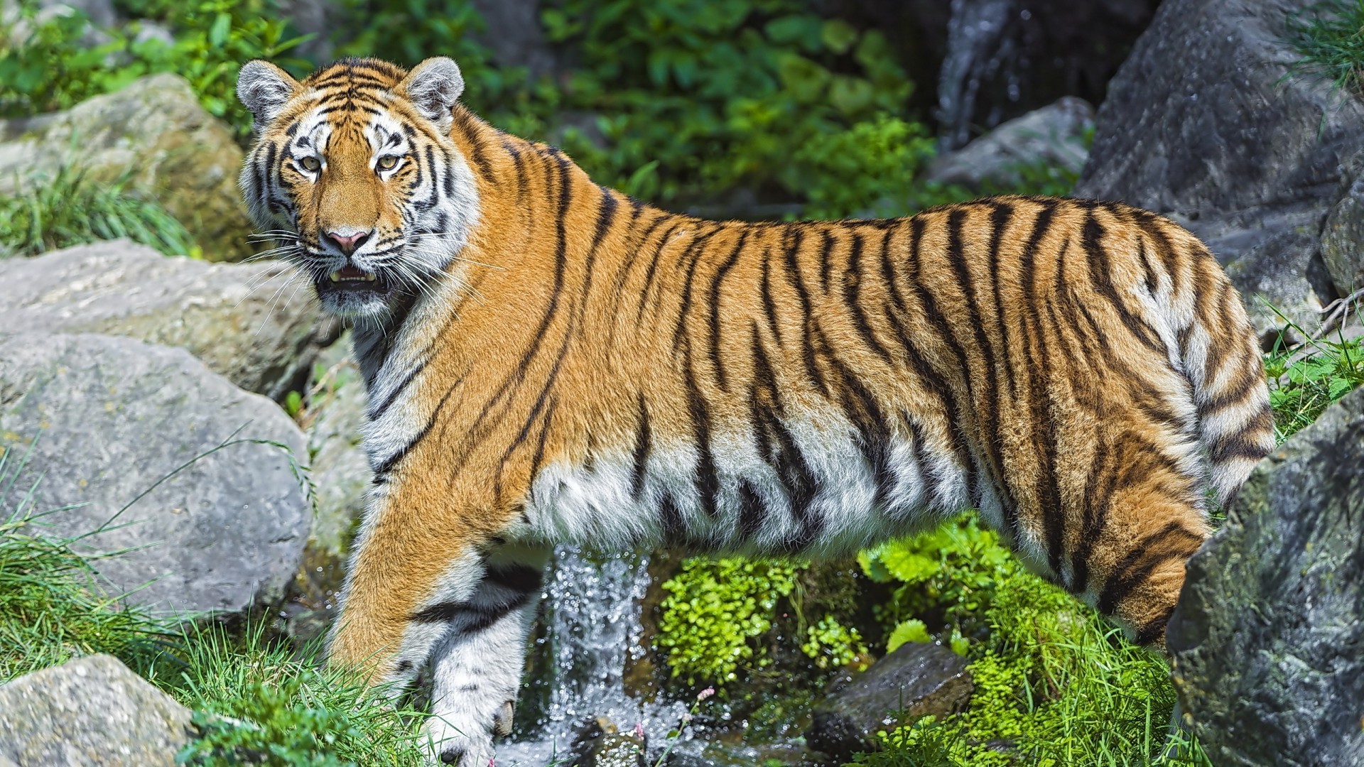 tiger tiger tierwelt katze säugetier raubtier dschungel streifen zoo groß e fleischesser jäger suchen wild gefahr fell natur aggression sibirisch tier tigries