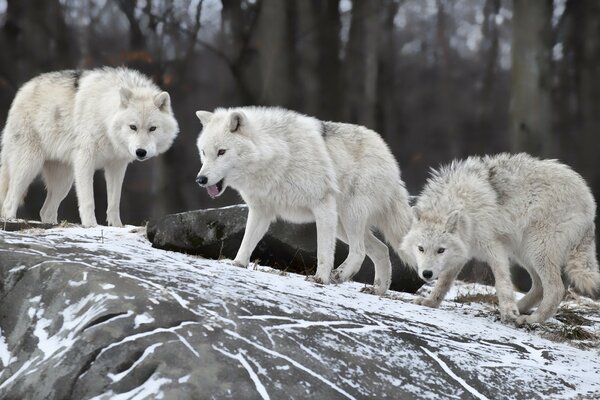 Lobos salvajes en un día helado