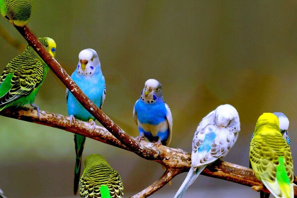 Companhia de papagaios ondulados coloridos sentados em um galho de árvore