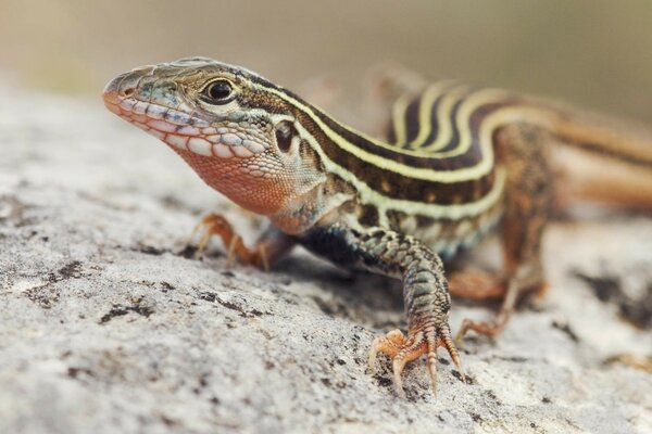 Beleza da vida selvagem. Lagarto