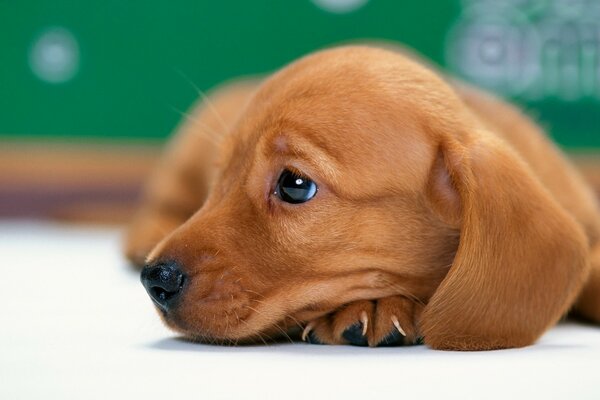 Cute red pet puppy