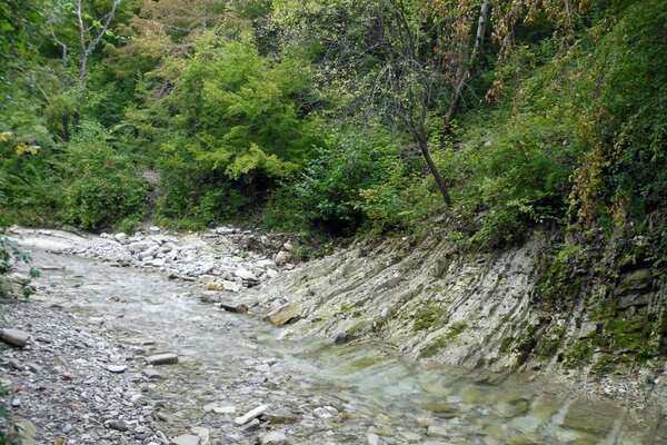 विभिन्न पेड़ों के साथ तालाबों और धाराओं की प्रकृति