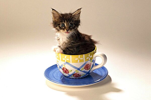 Lindo gatito en una taza de té