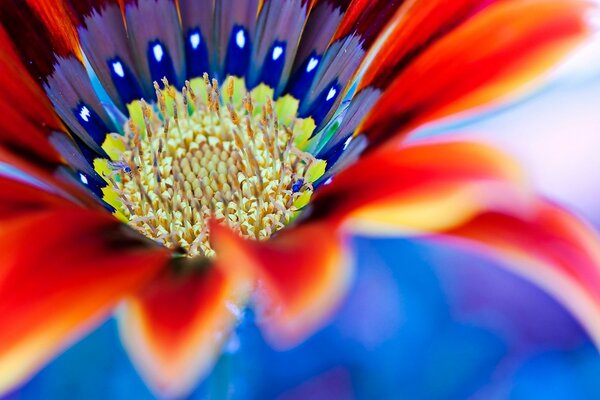 Flower of unusual flowers in macro photography