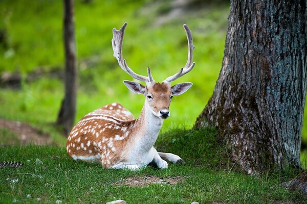 Cerf allongé dans une clairière dans la nature