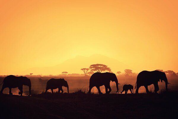 Photo de printemps d éléphants mammifères au coucher du soleil