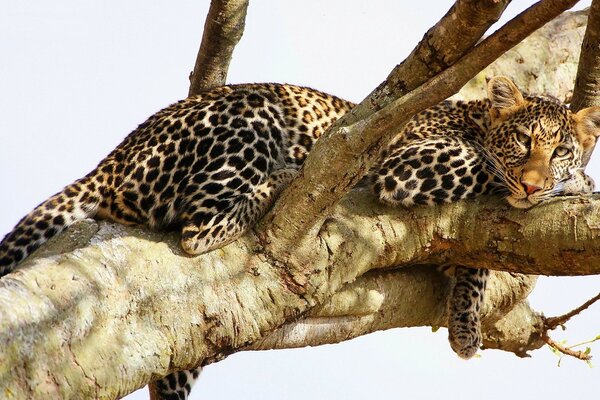 Leopardo chique em uma árvore na natureza