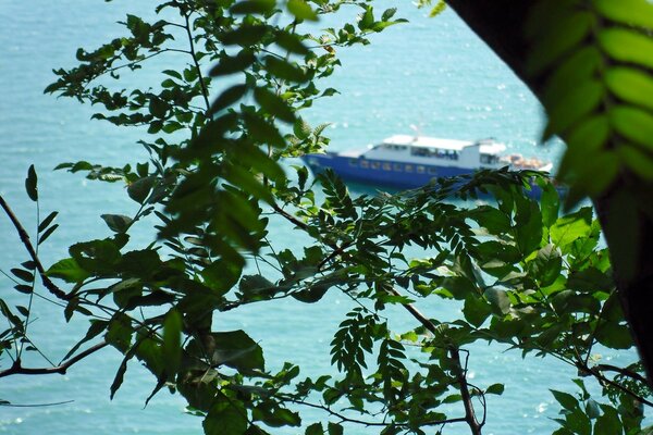 A ship through the green branches of a tree