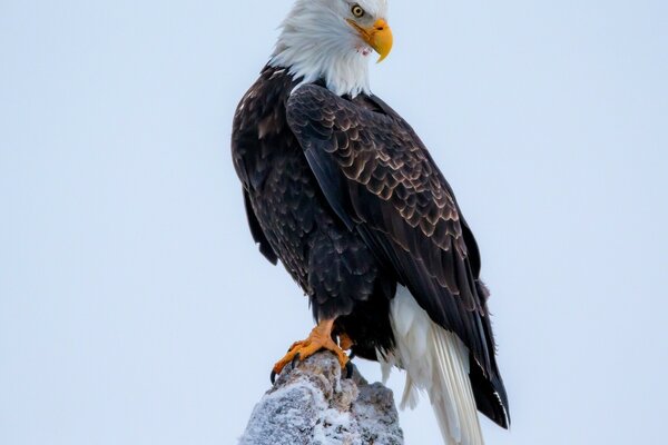 La mirada depredadora del águila calva