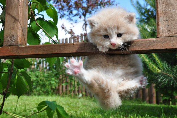 Un gattino carino si arrampica sul recinto. Bellissimi gattini