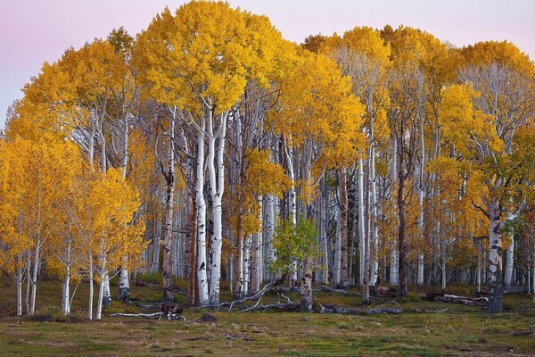 Potenti betulle russe ai margini della foresta