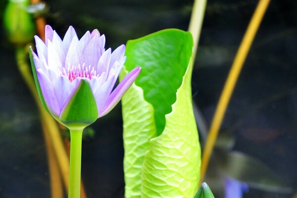 Eine lila Blume und ein grünes Blatt daneben