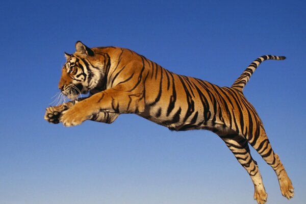 Amur tiger captured in a jump