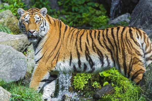 Tiger near the stones on the background of grass