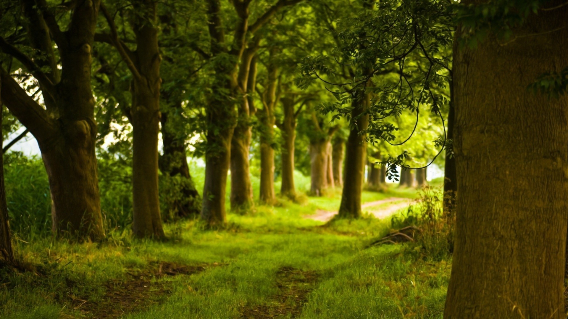 paesaggio albero legno paesaggio natura all aperto foglia alba erba bel tempo parco luce del giorno luce crescita ambiente sole scenico lussureggiante estate autunno