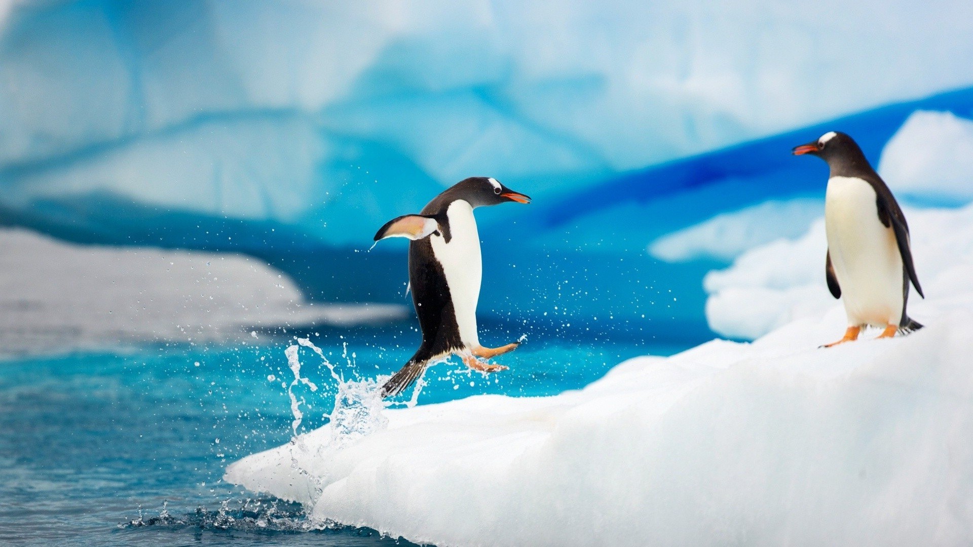 animaux oiseau faune natation eau neige givré glace mer animal nature océan froid en plein air hiver