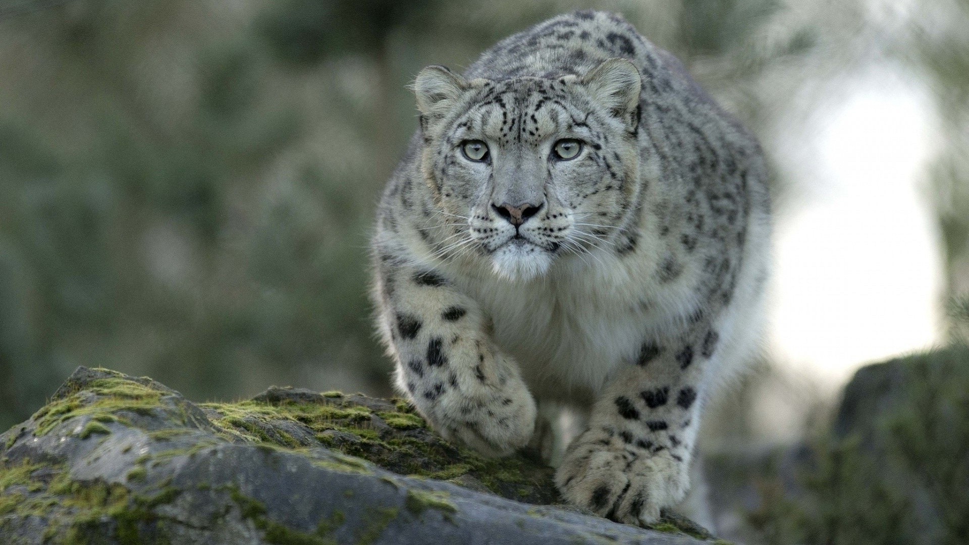 animales vida silvestre naturaleza animal mamífero salvaje gato grande depredador zoológico carnívoro pelaje al aire libre cazador