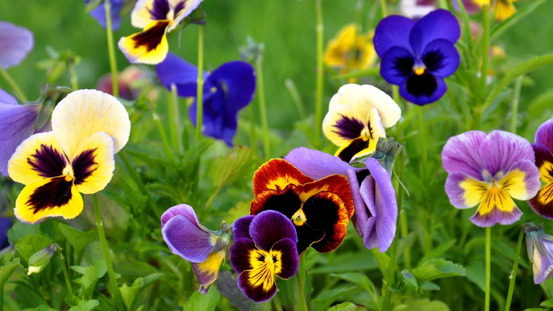 blumen blume natur garten flora blumen sommer blatt stiefmütterchen feld blühen hell gras violet farbe viola heuhaufen wachstum blütenblatt hell