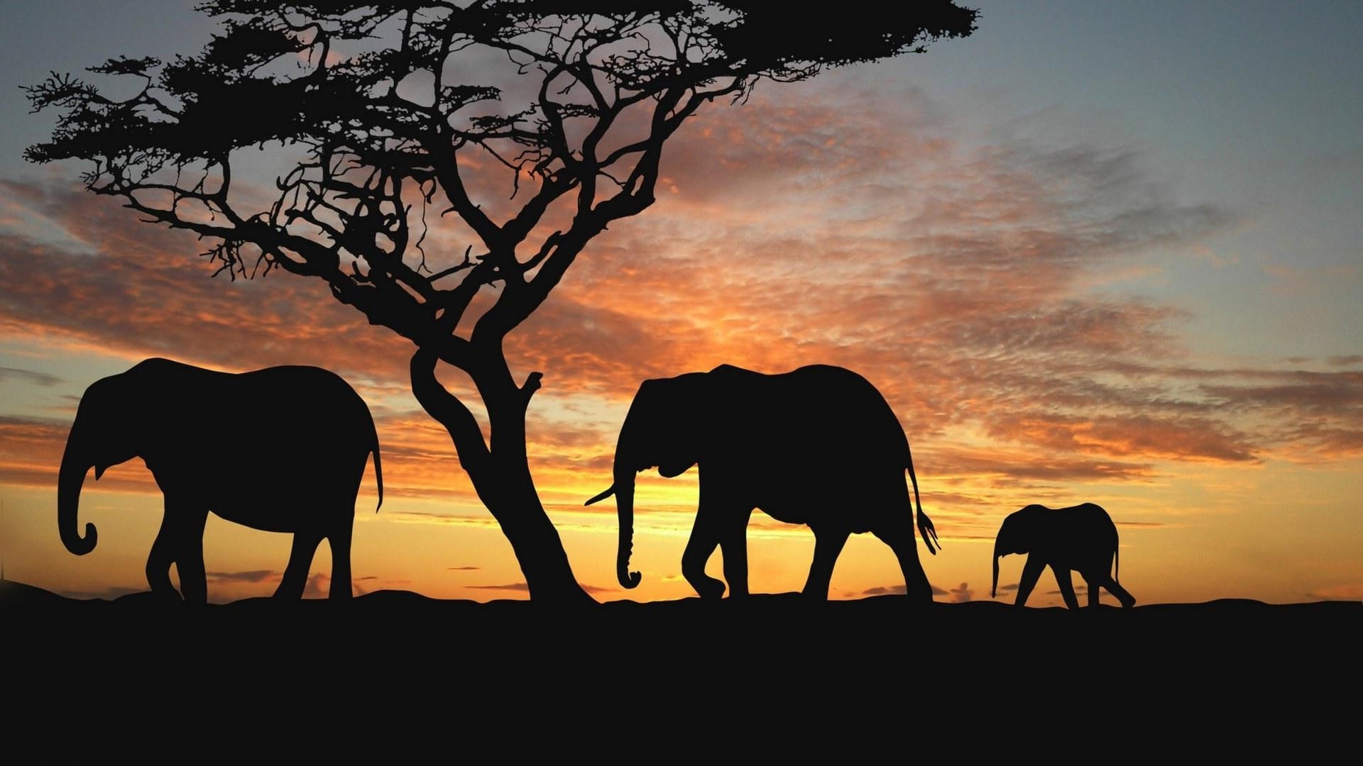 elefantes silueta puesta de sol mamífero iluminado noche amanecer elefante árbol crepúsculo vida silvestre al aire libre caballería sabana paisaje cielo animal