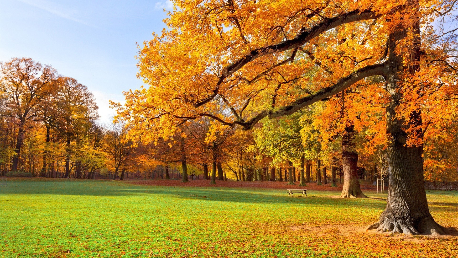 herbst herbst blatt baum saison park natur landschaft ahorn holz des ländlichen landschaftlich landschaftlich landschaft szene im freien gras landschaft hell gold