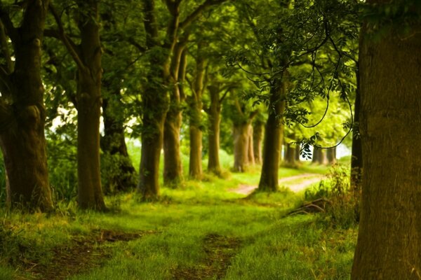 Sentier entre les arbres verts