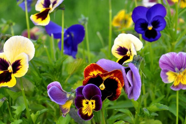 Flower bed in the garden of pansies