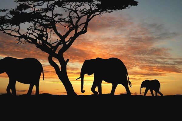 Siluetas de una familia de tres elefantes al atardecer