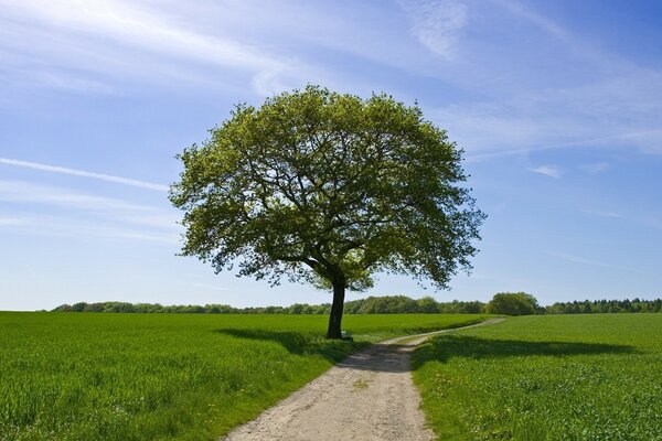 A lonely green tree in the middle of a green field