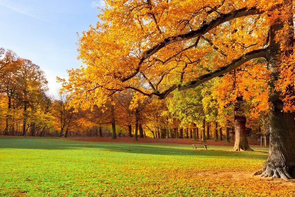 الأشجار الذهبية في يوم الخريف