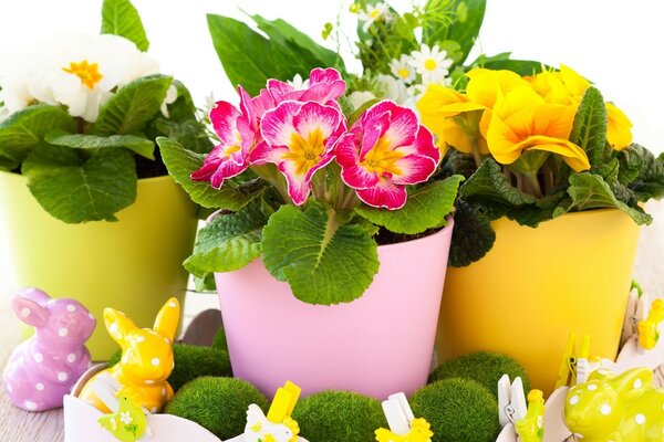 Multicolored flowers in pots
