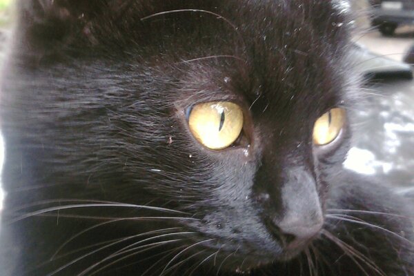 Lindo gato negro con ojos amarillos