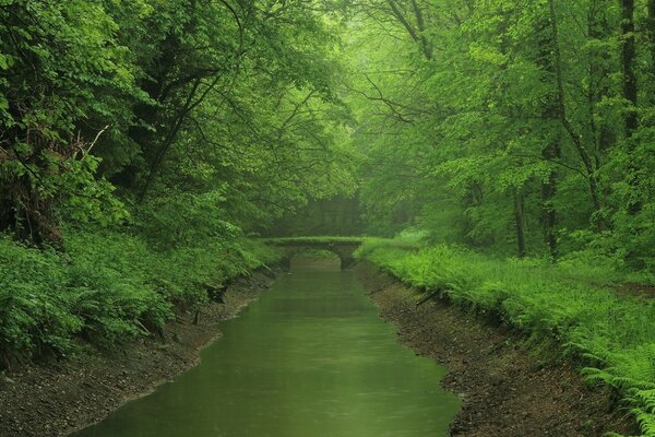 Hermoso estanque en el pintoresco bosque