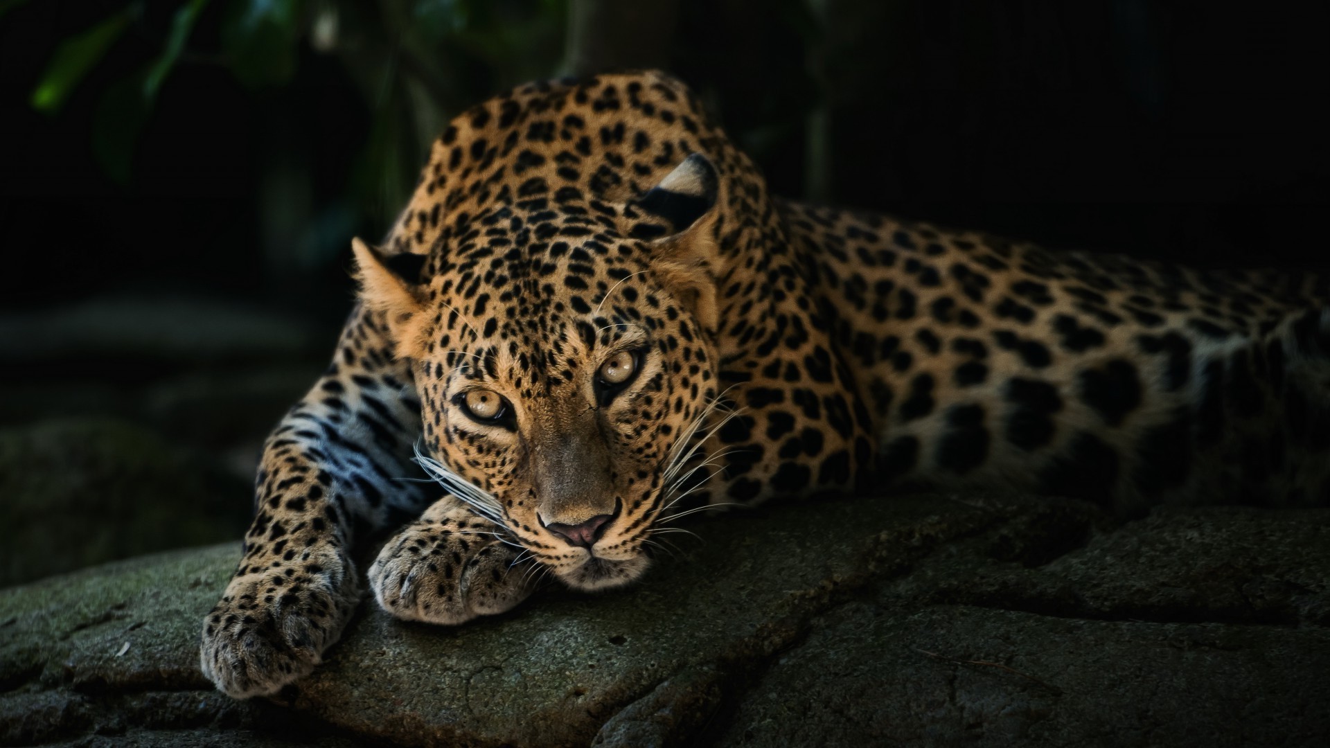 léopards chat léopard faune mammifère prédateur zoo nature chasseur sauvage danger jungle animal mangeur de viande safari fourrure oeil chasse