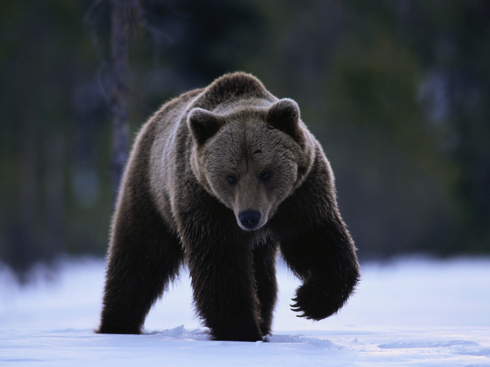 orsi mammifero fauna selvatica all aperto legno predatore natura selvaggio animale grizzly